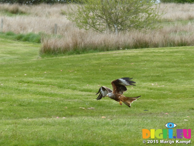 FZ015504 Red kite (Milvus milvus)